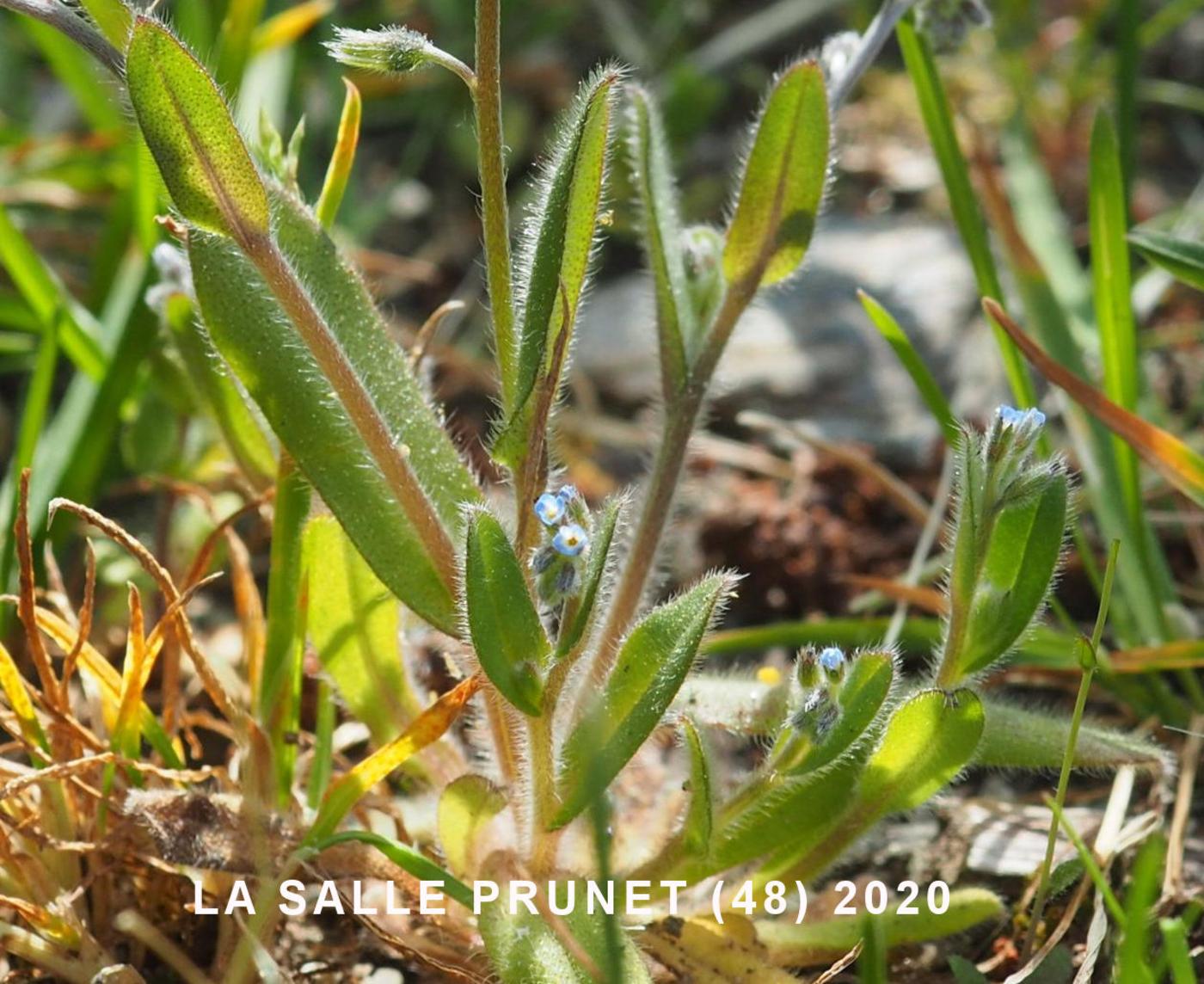 Forget-me-not, Early leaf